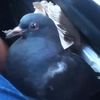 Video: Riding In Cars With Pigeons